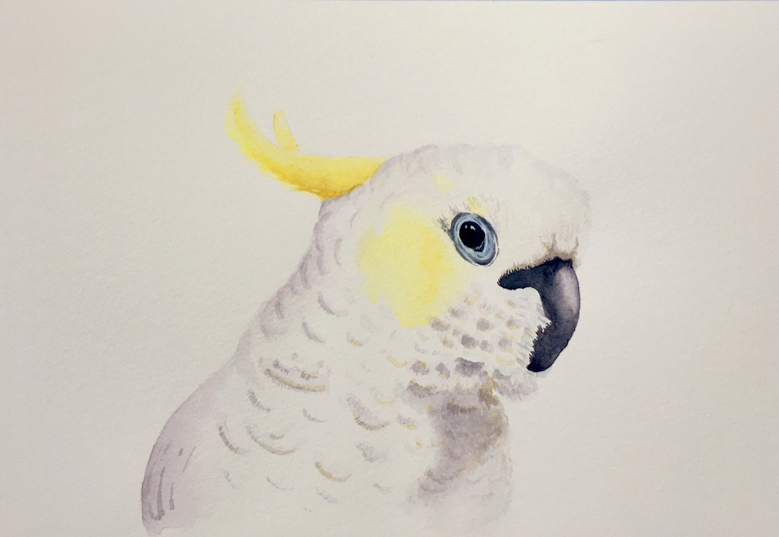 Cockatoo