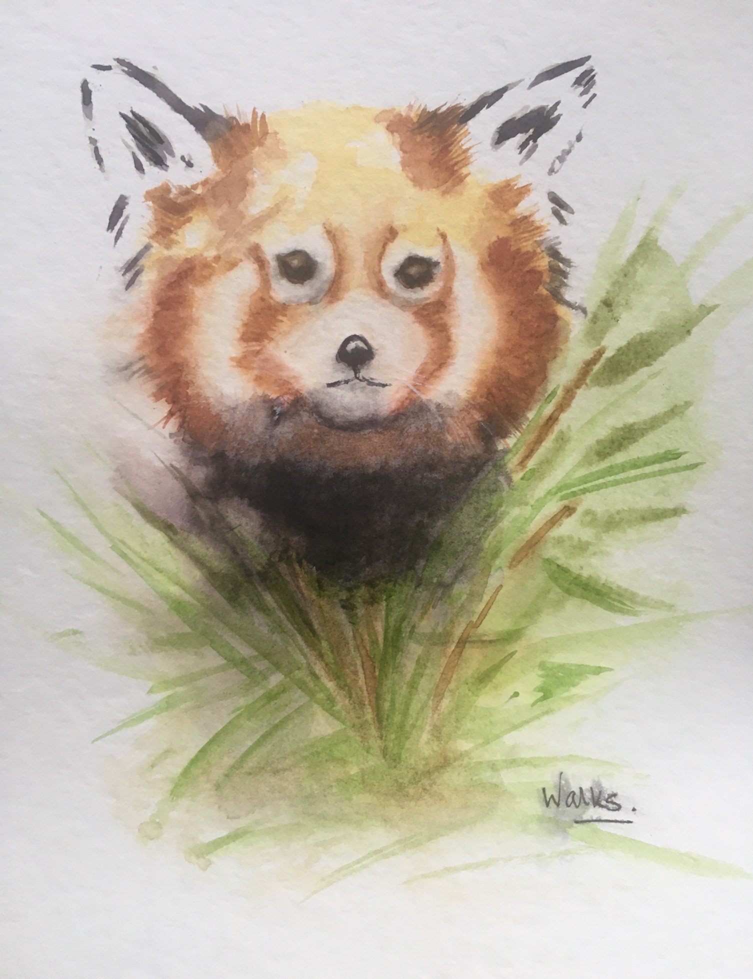 Red Panda