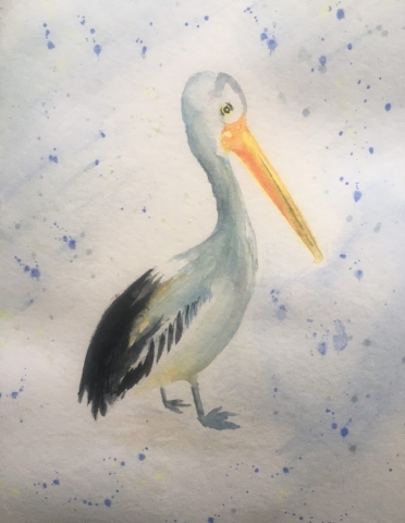 Pelican