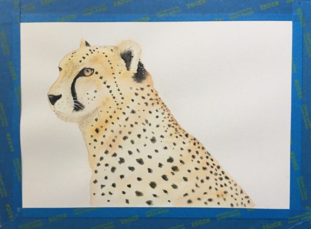 Cheetah