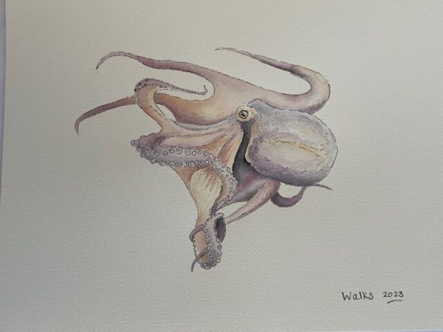 Octopus