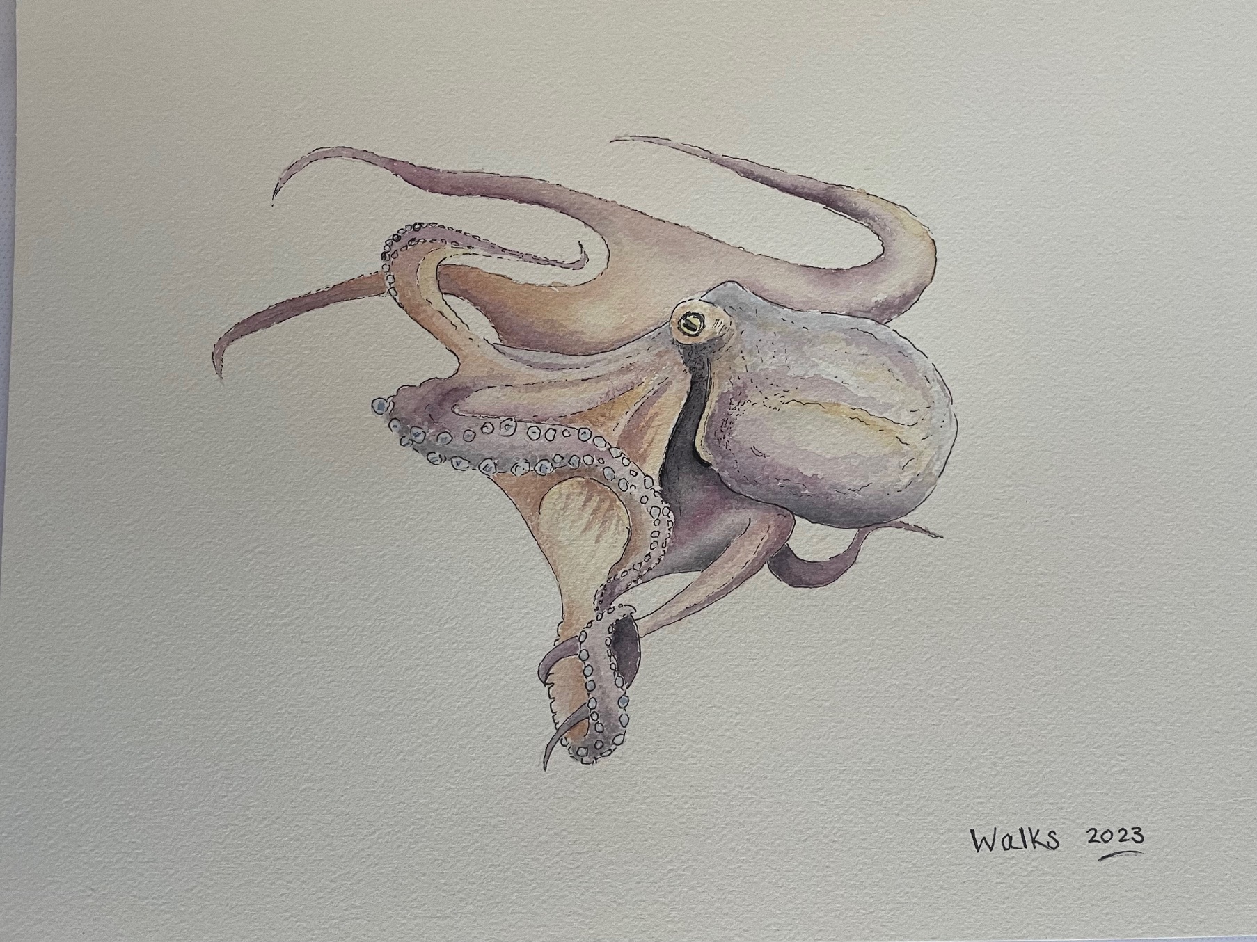 Octopus