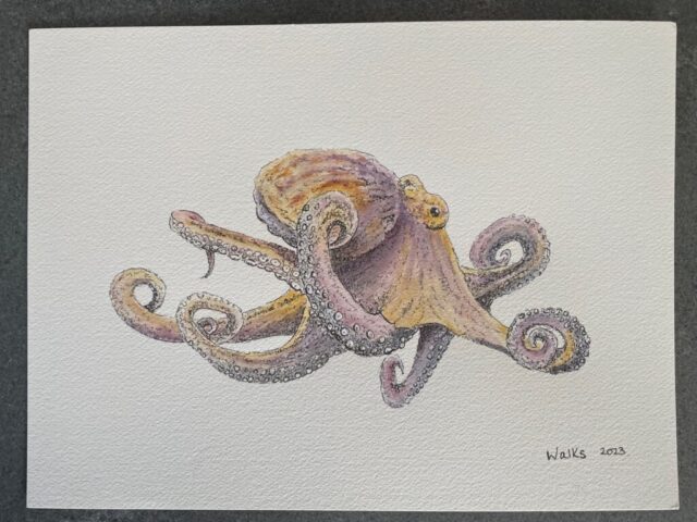 Octopus