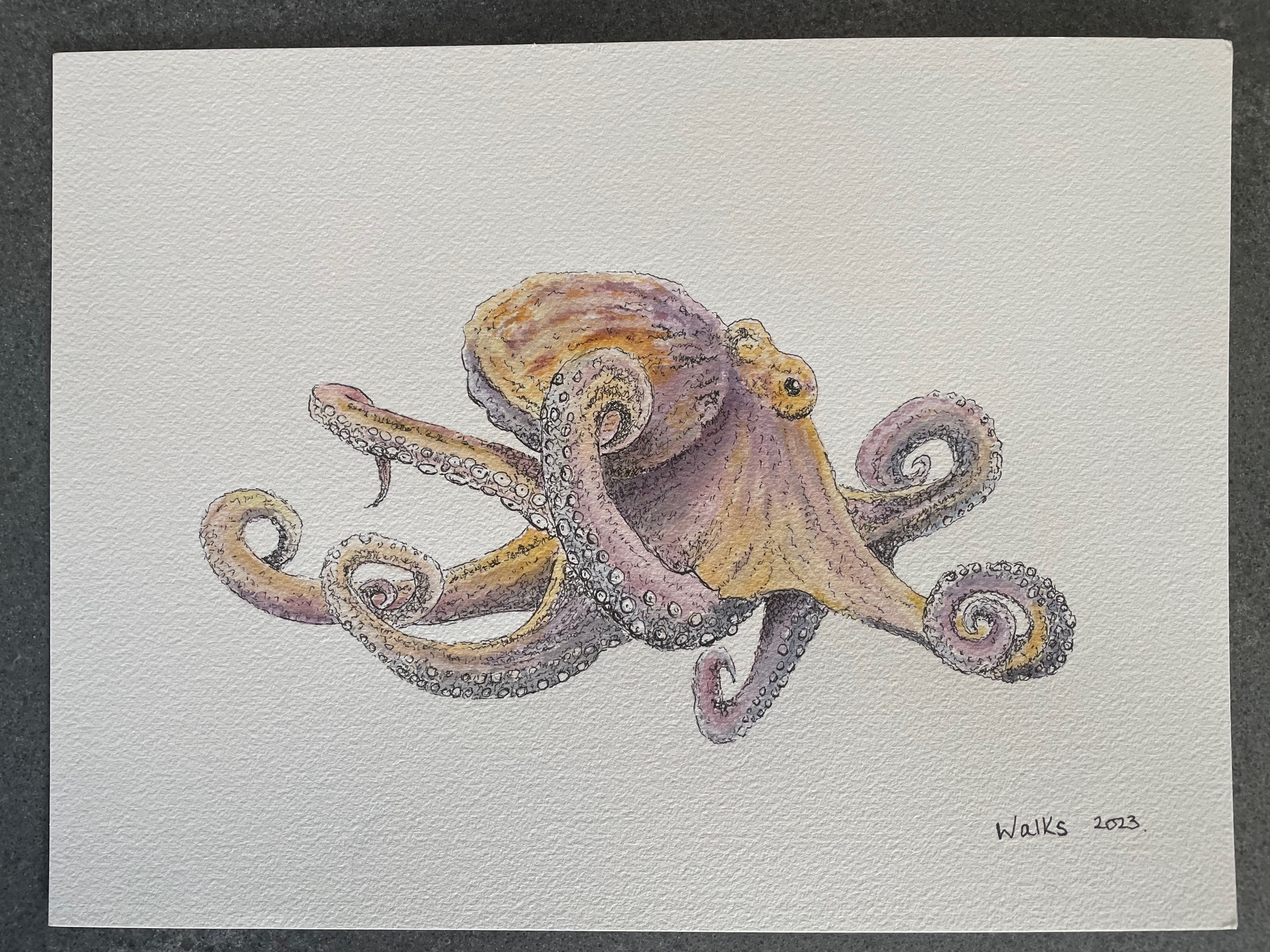 Octopus