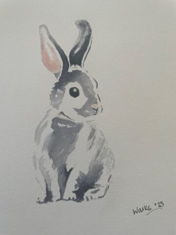 Rabbit