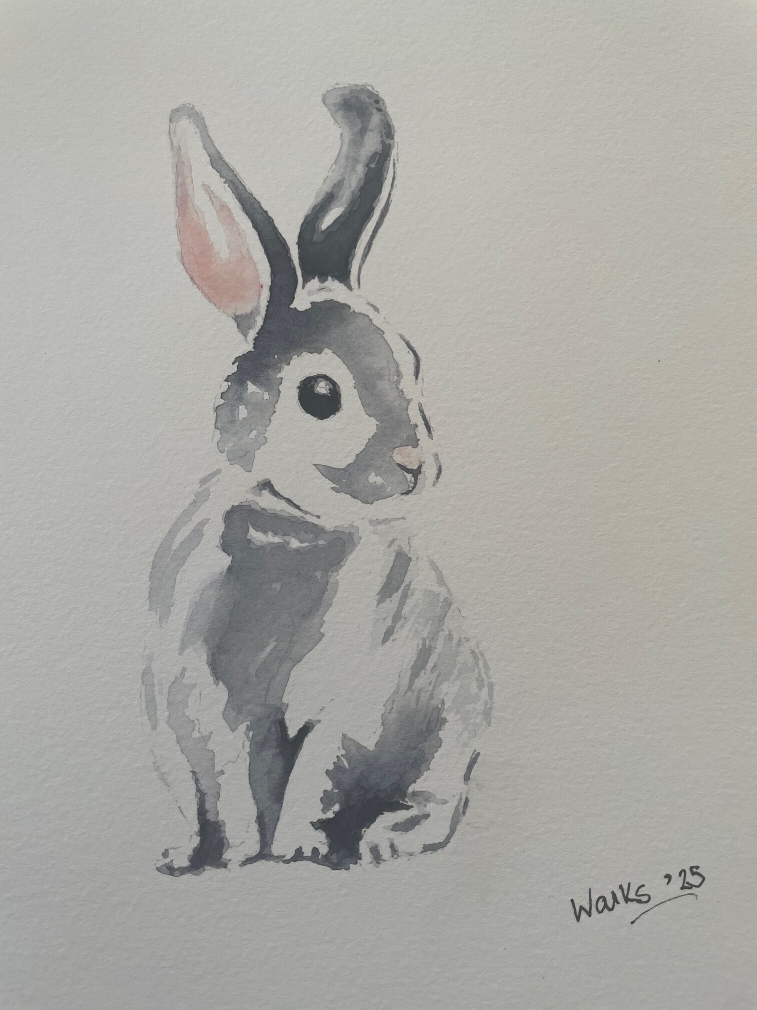 Rabbit