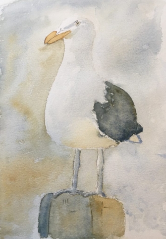 Seagull