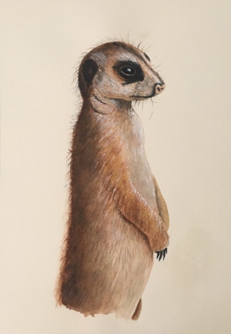Meerkat