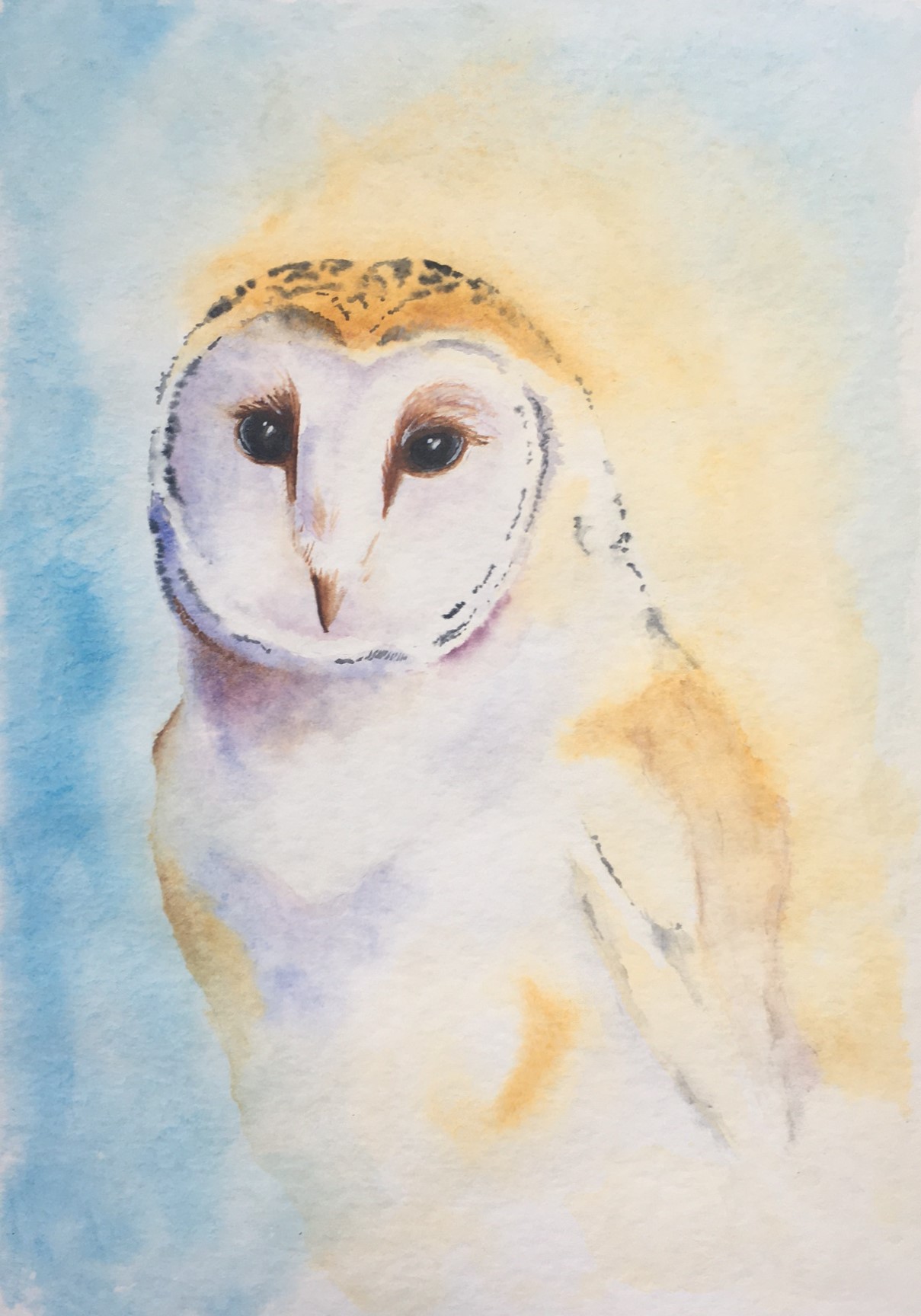Owl