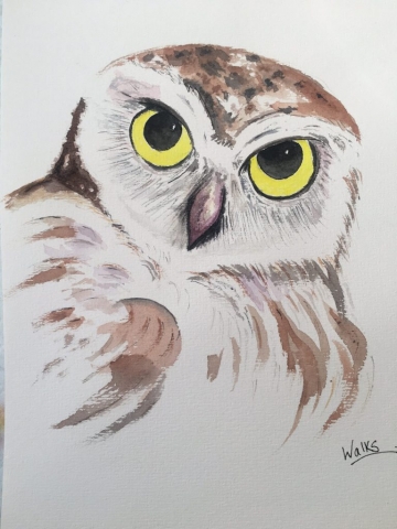 Owl