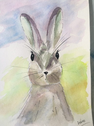 Rabbit