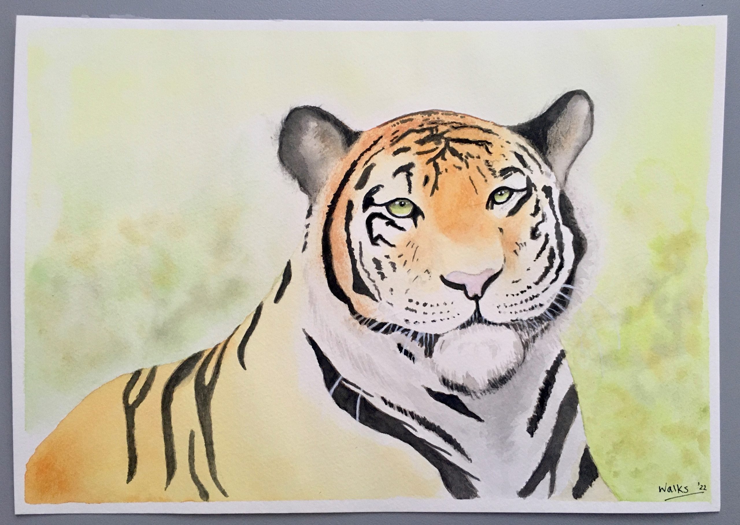 Tiger
