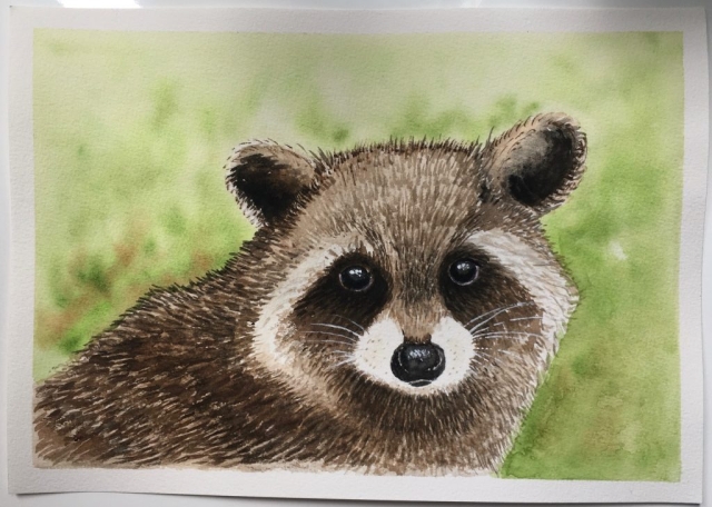 Raccoon