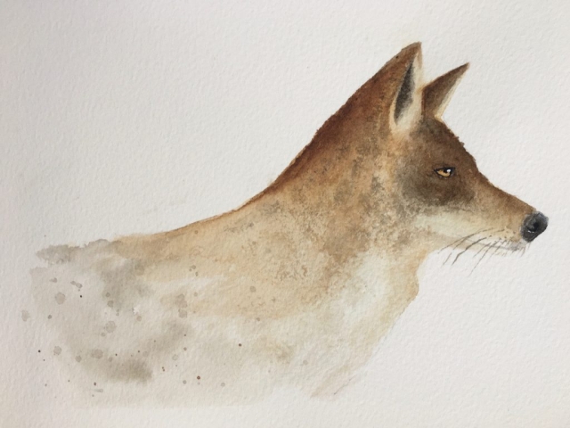 Coyote