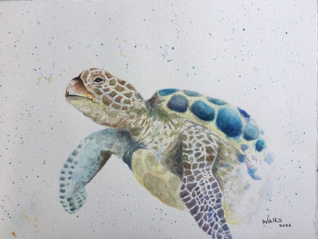 Turtle