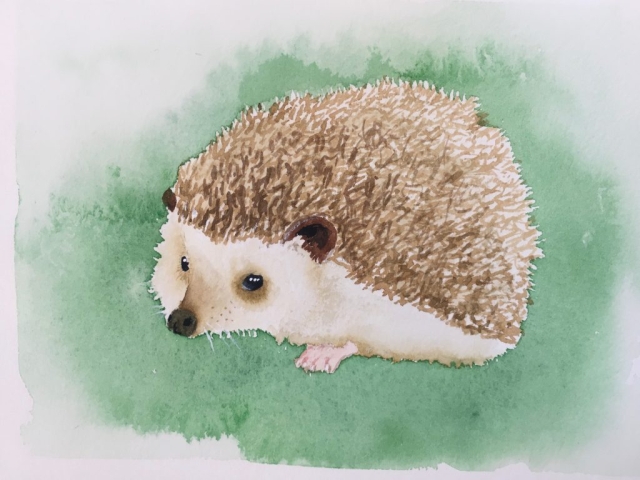 Hedgehog