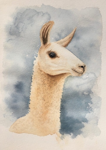 Llama