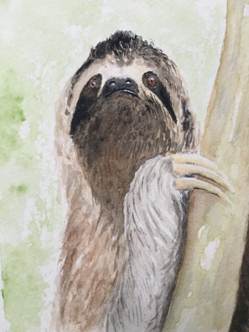 Sloth
