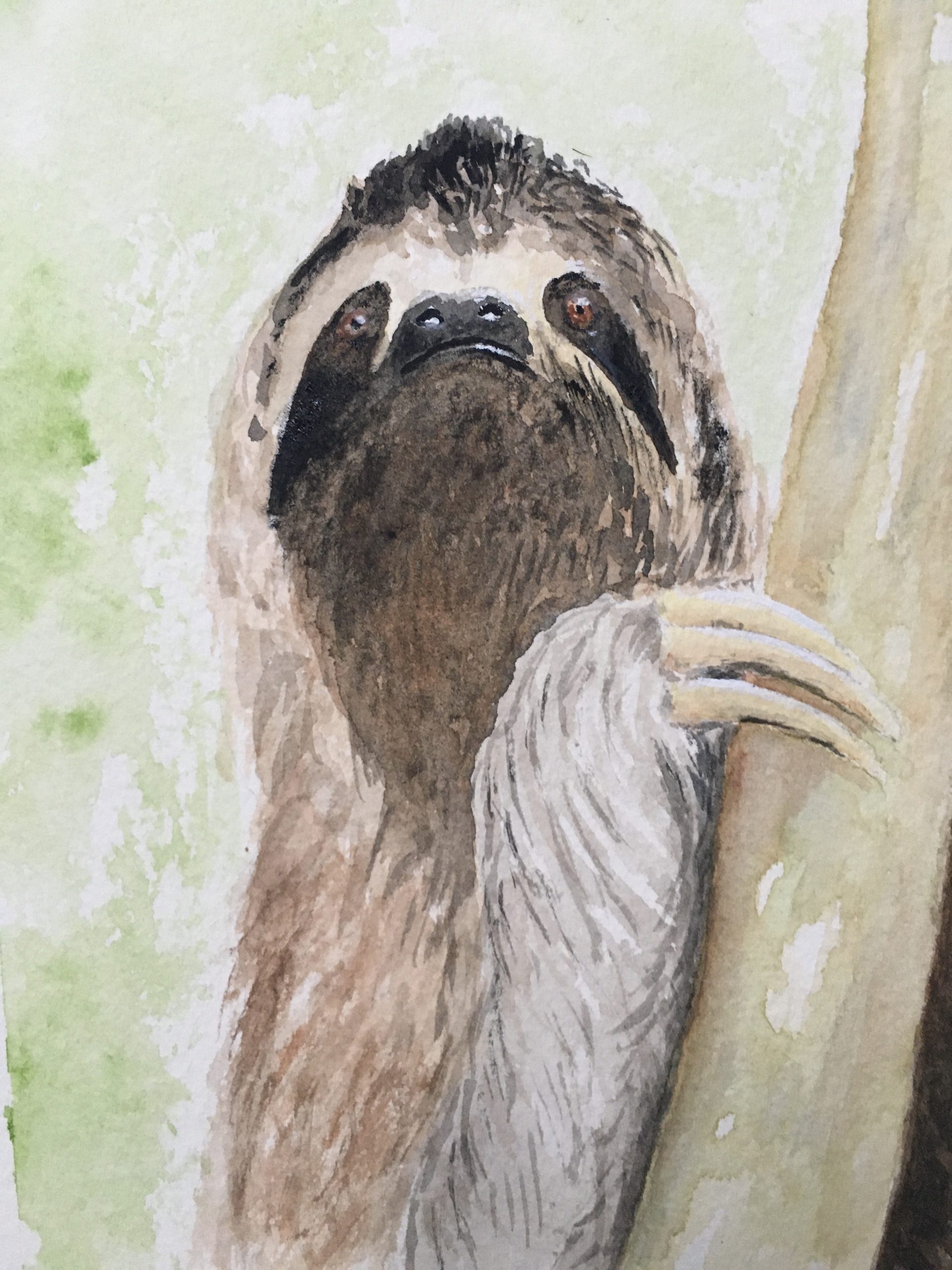 Sloth