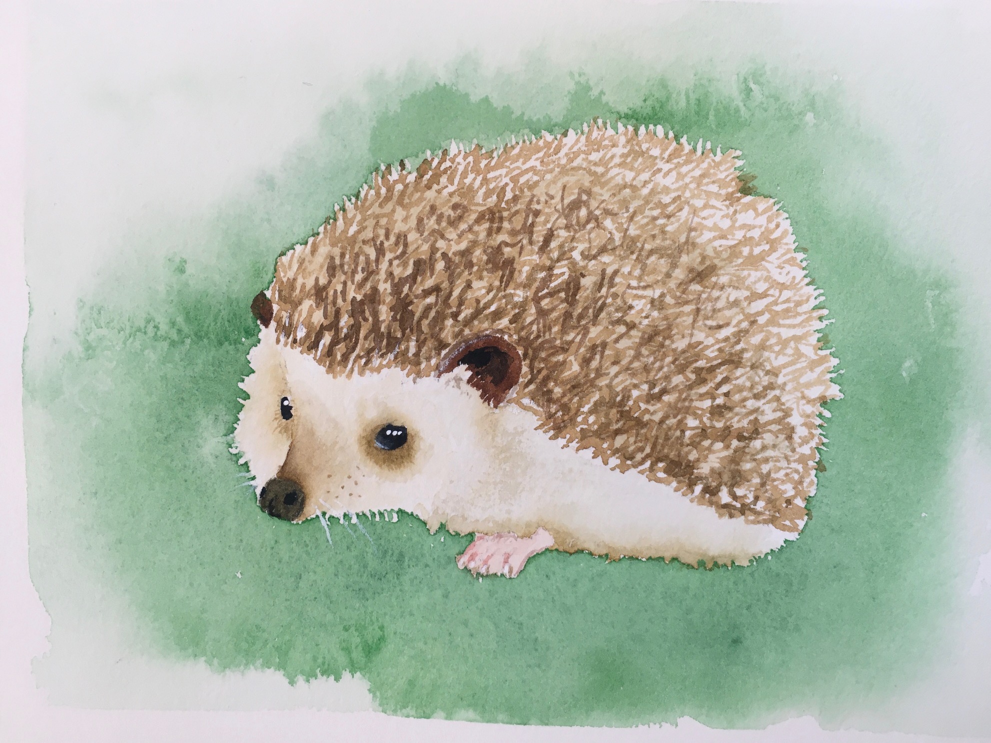 Hedgehog