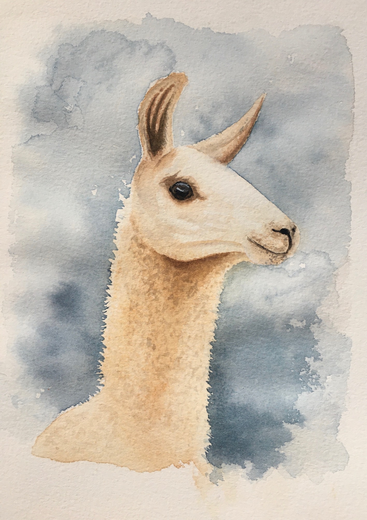 Llama