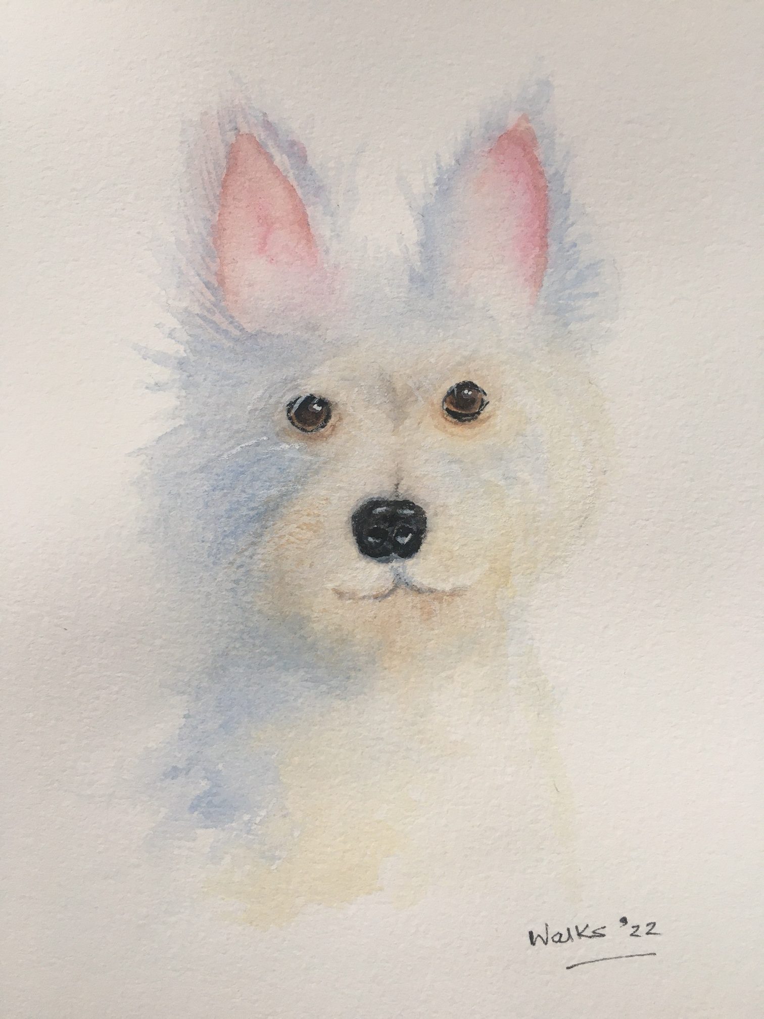 Dog
